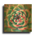 'Deep Red Tips' By Jan Bell Gold Metal Wall Art