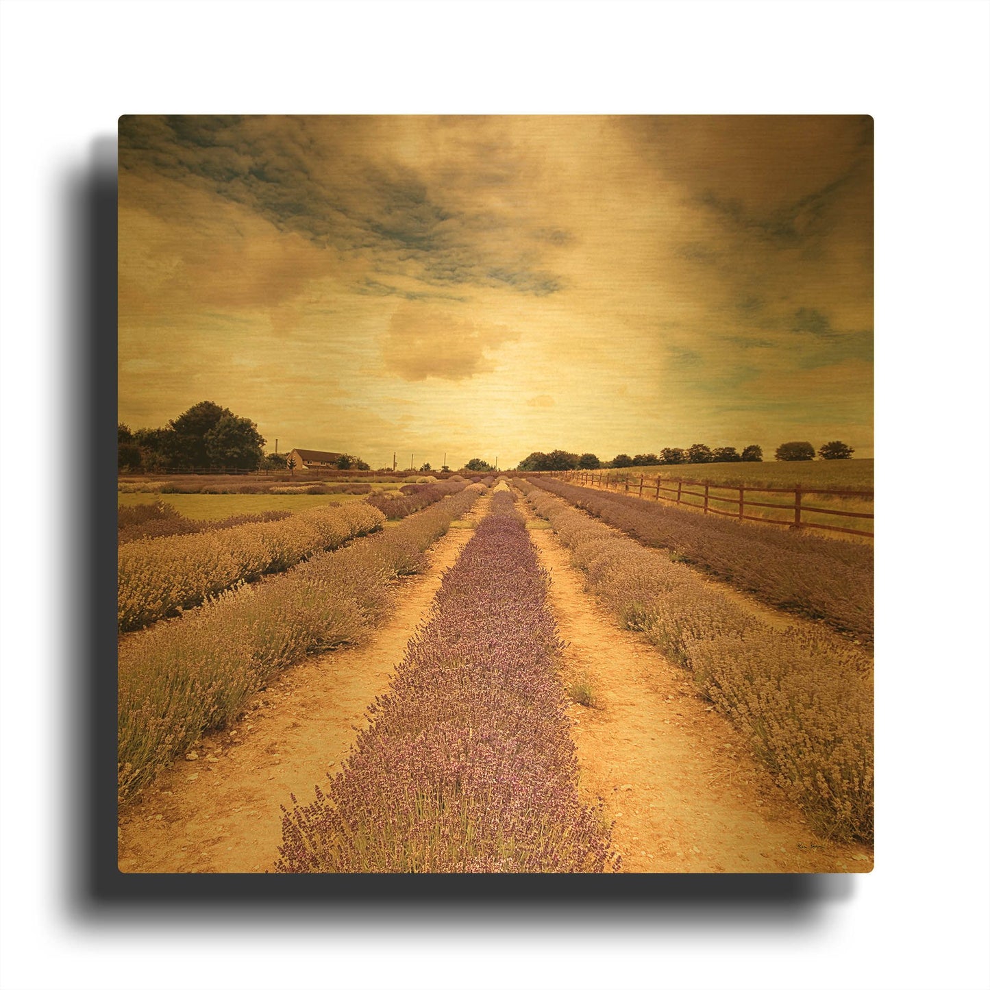 'Lavender Fields Forever' By Keri Bevan Gold Metal Wall Art
