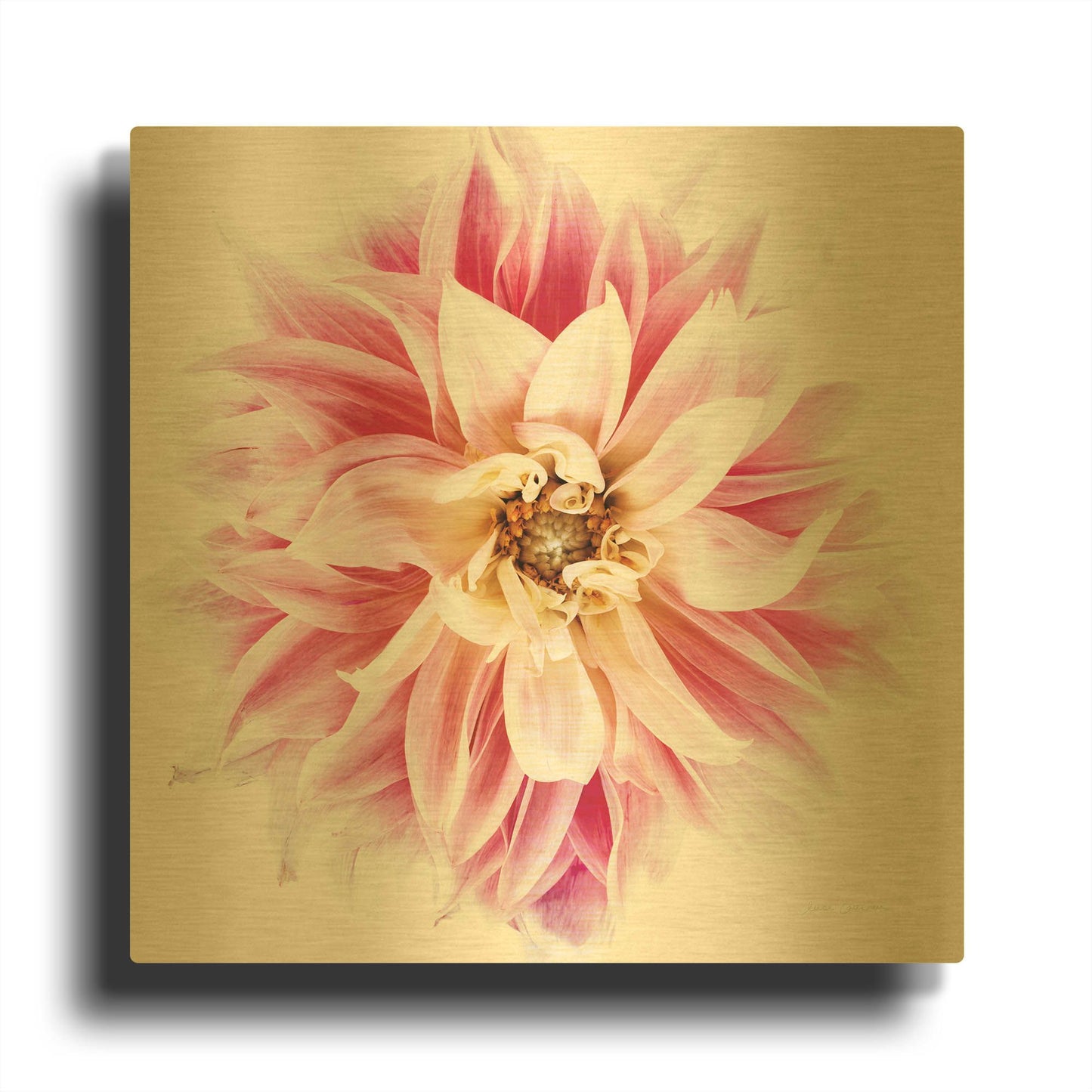 'Pink Dahlia' By Elise Catterall Gold Metal Wall Art