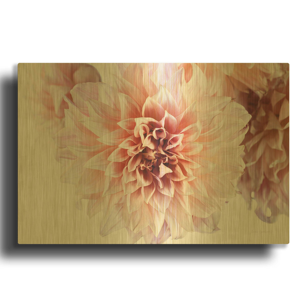 'Peach Dahlias Light' By Elise Catterall Gold Metal Wall Art