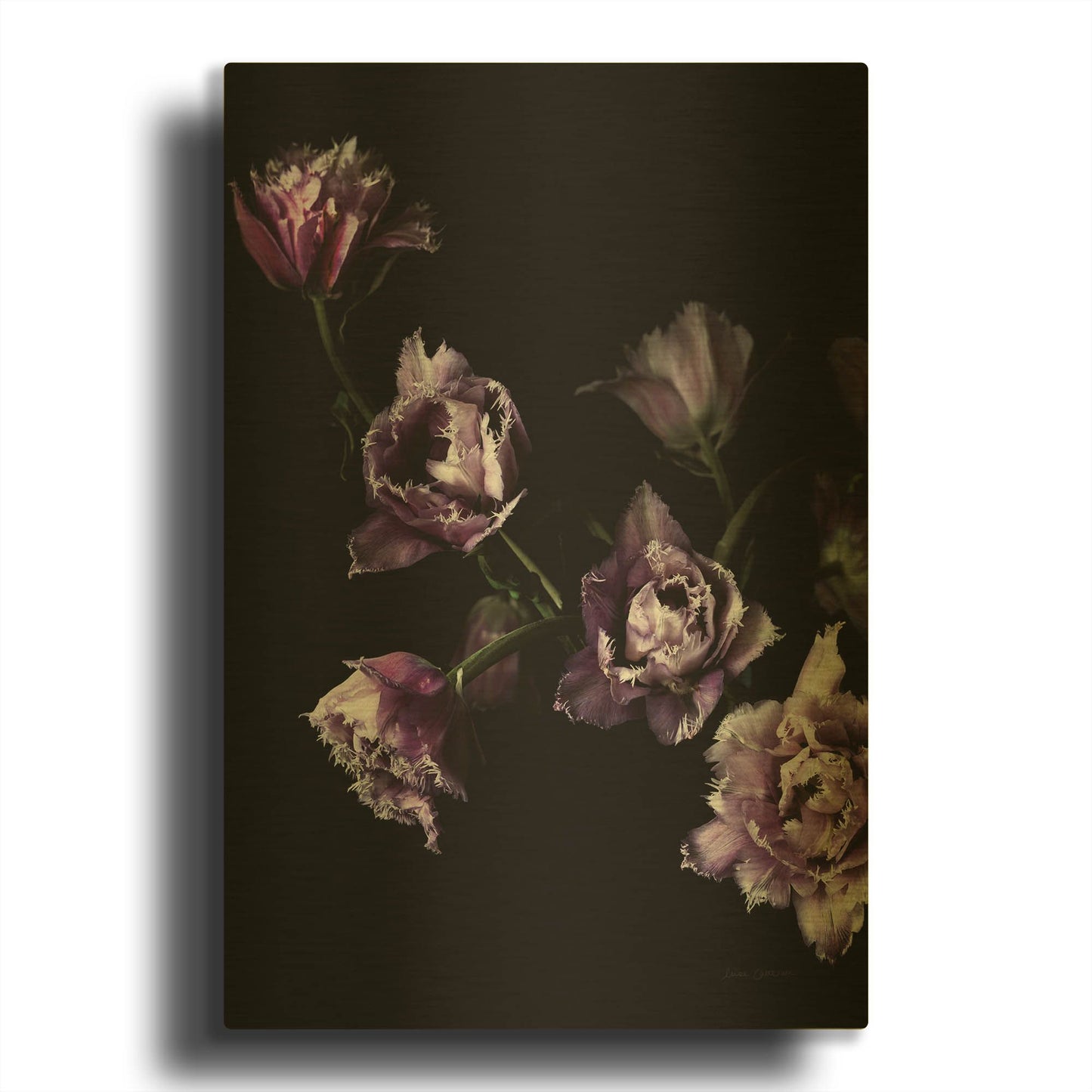 'Purple Fringed Tulips III' By Elise Catterall Gold Metal Wall Art