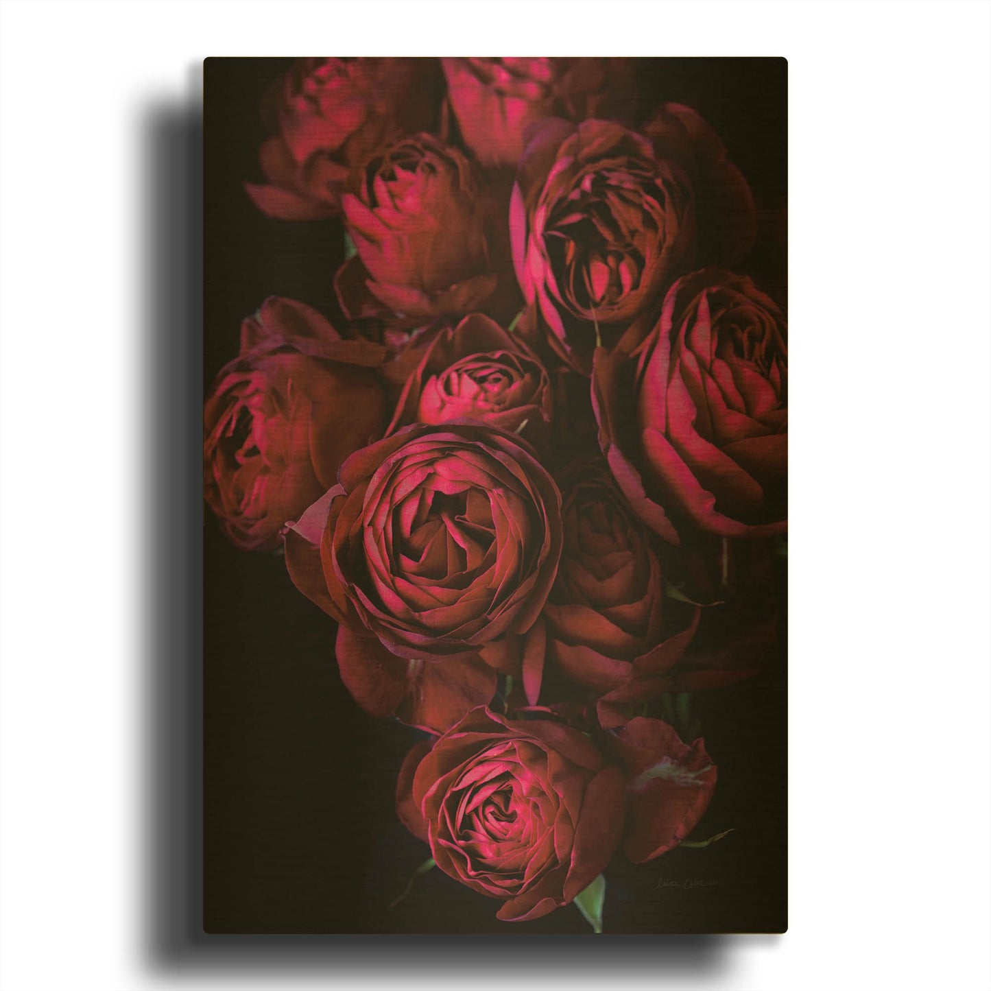 'Cabbage Roses' By Elise Catterall Gold Metal Wall Art