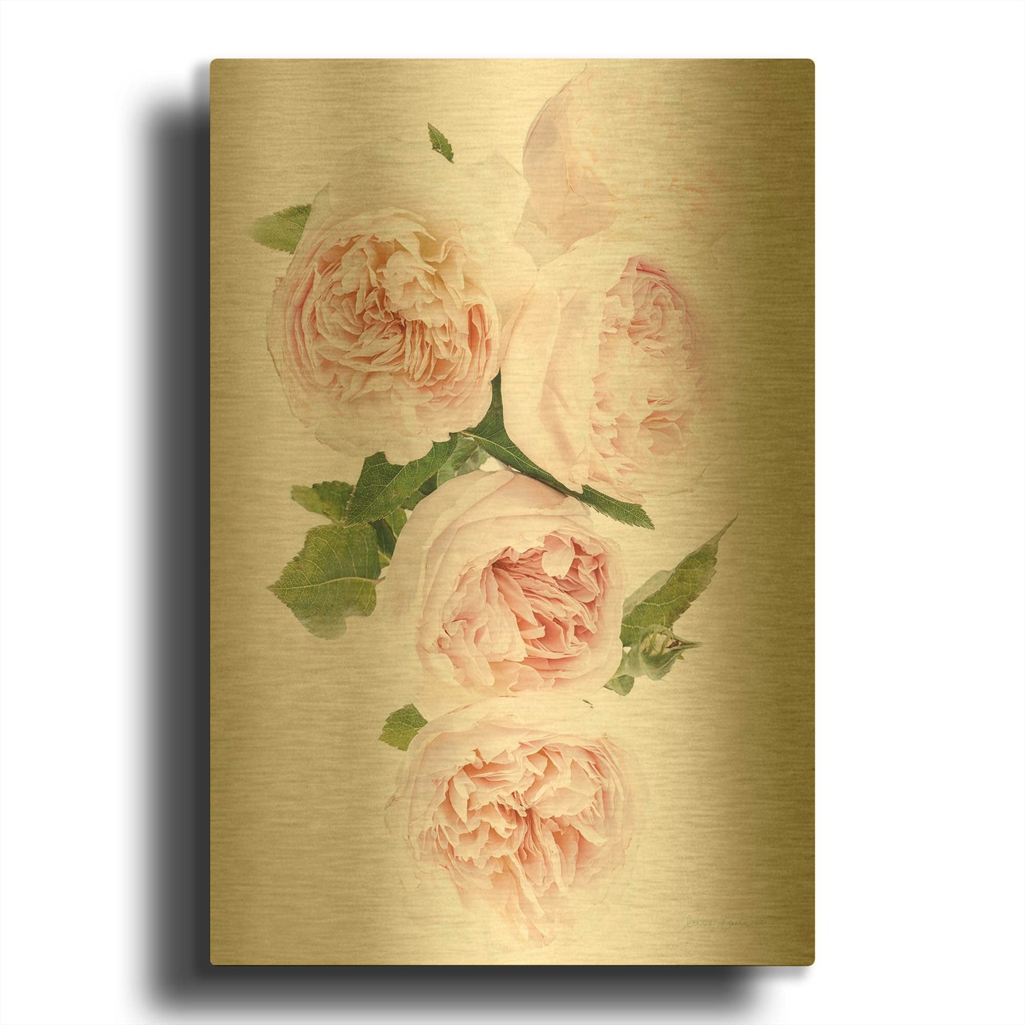 'David Austin Cascade' By Elise Catterall Gold Metal Wall Art