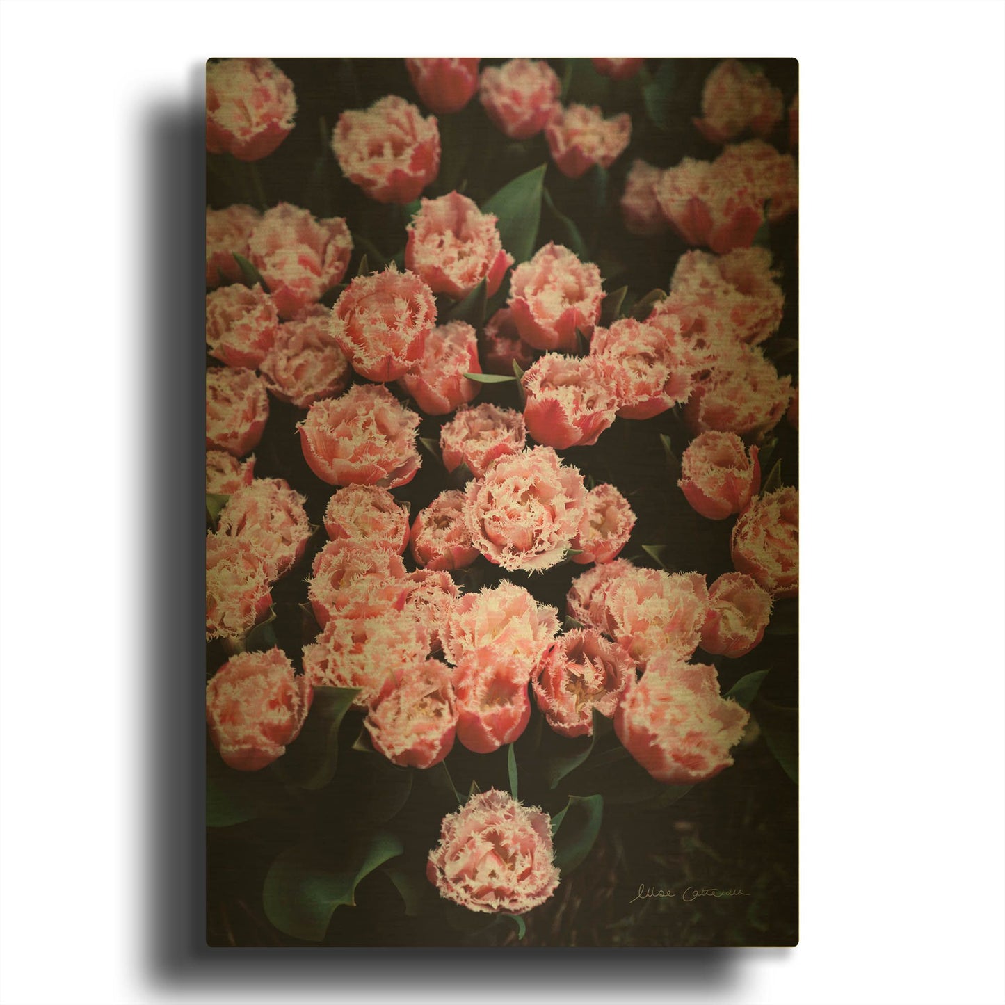 'Fringed Tulips' By Elise Catterall Gold Metal Wall Art