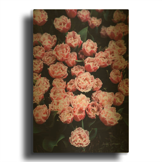 'Fringed Tulips' By Elise Catterall Gold Metal Wall Art