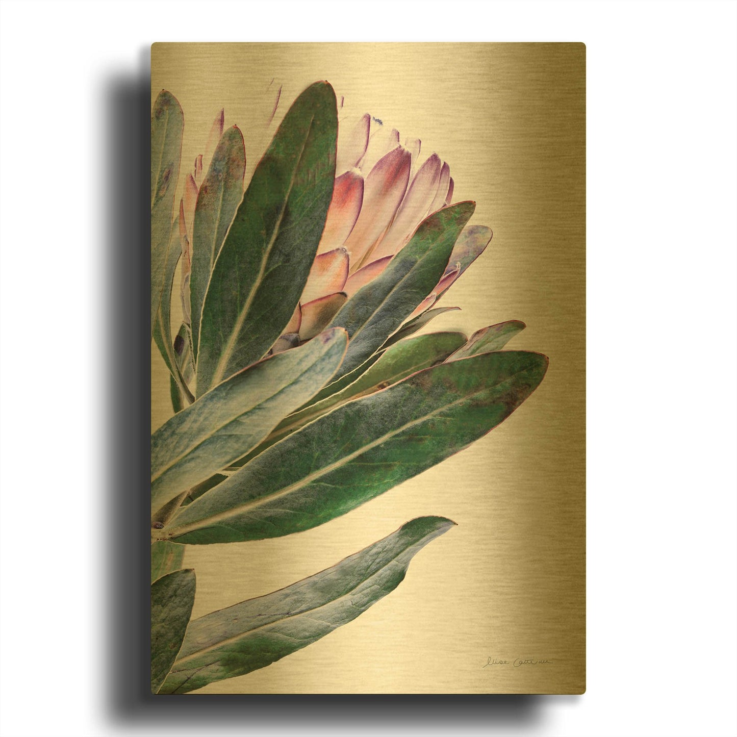 'Protea in Leaf' By Elise Catterall Gold Metal Wall Art