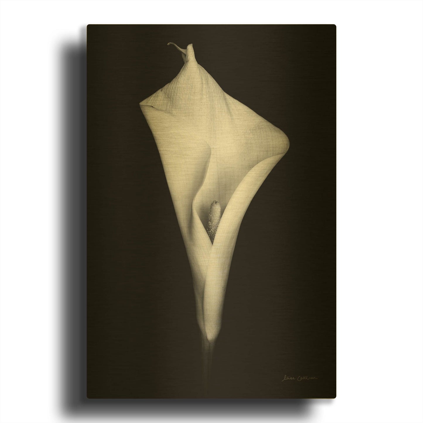 'Elegant Calla I' By Elise Catterall Gold Metal Wall Art