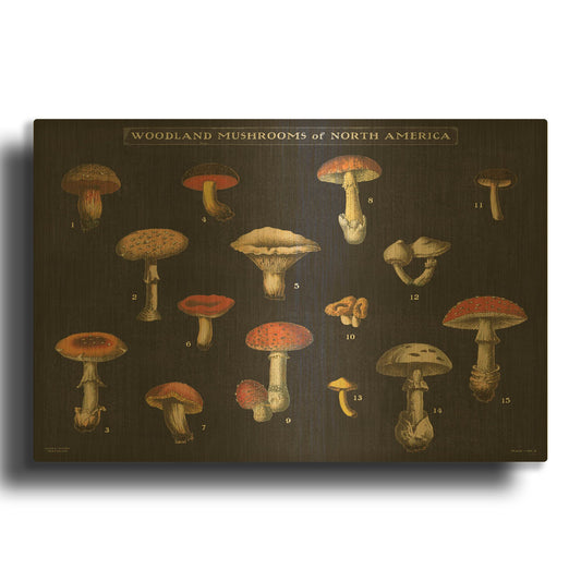 'Mushroom Chart I' By Wild Apple Portfolio Gold Metal Wall Art