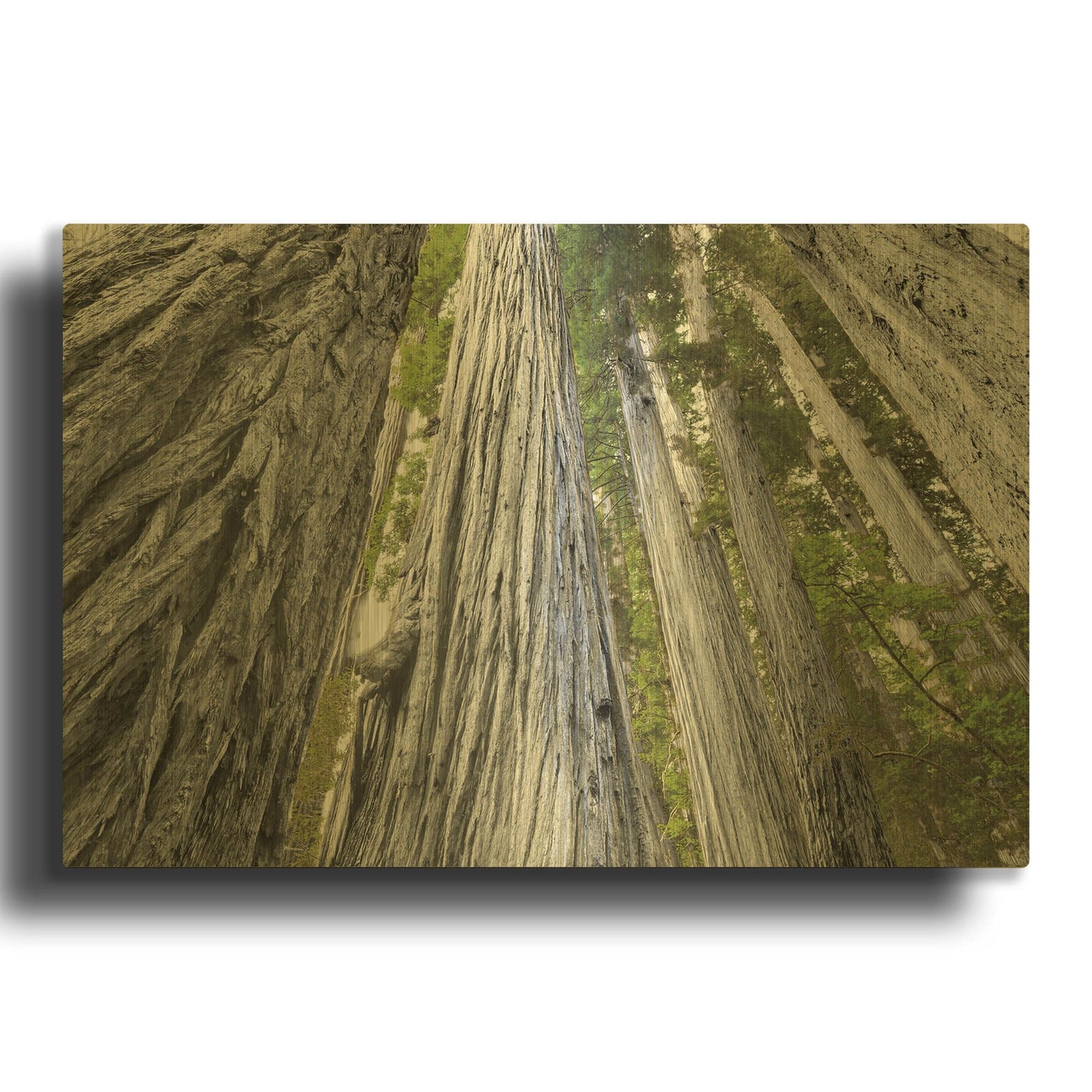 'Redwoods Forest IV BW With Color' By Alan Majchrowicz Gold Metal Wall Art