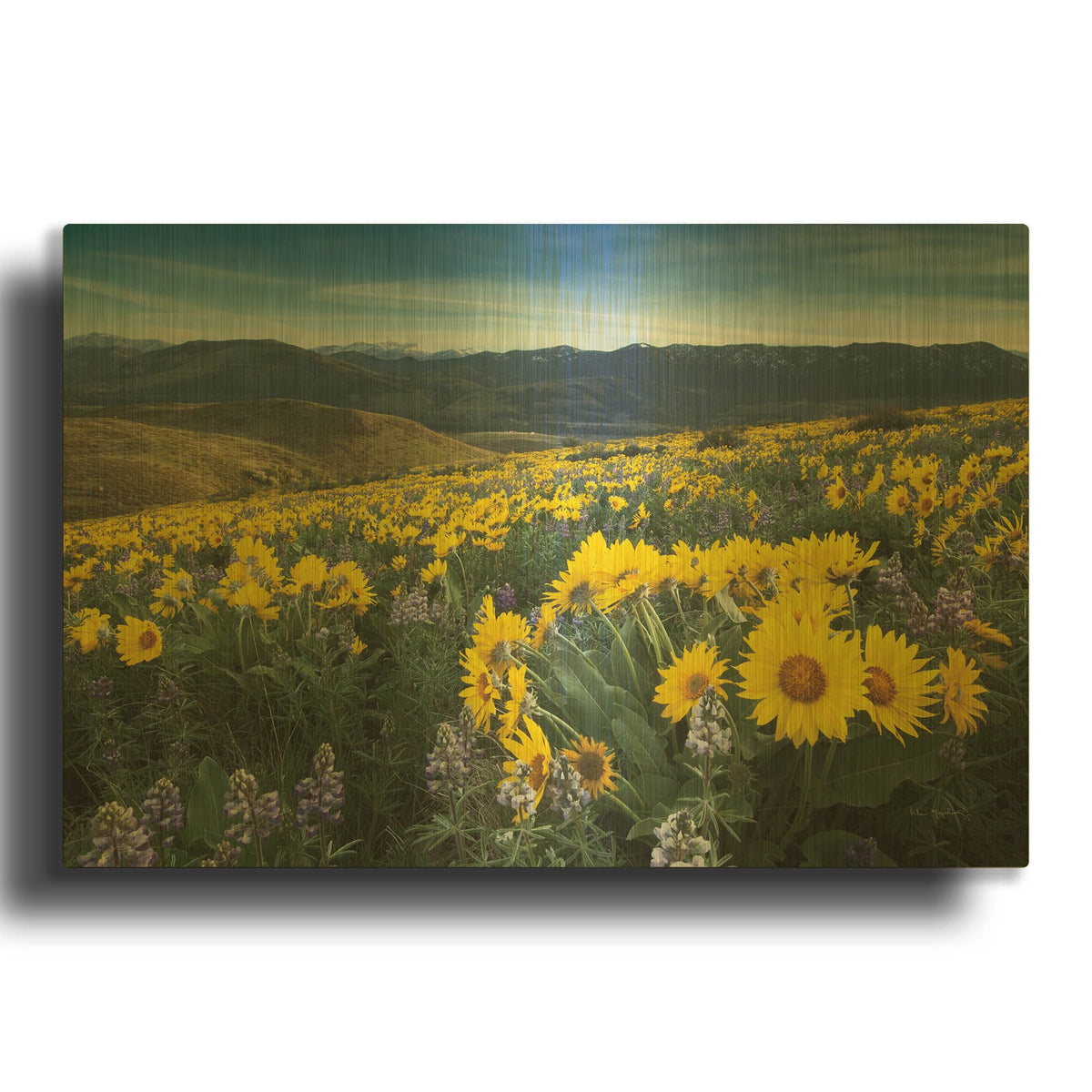 'Methow Valley Wildflowers IV' By Alan Majchrowicz Gold Metal Wall Art