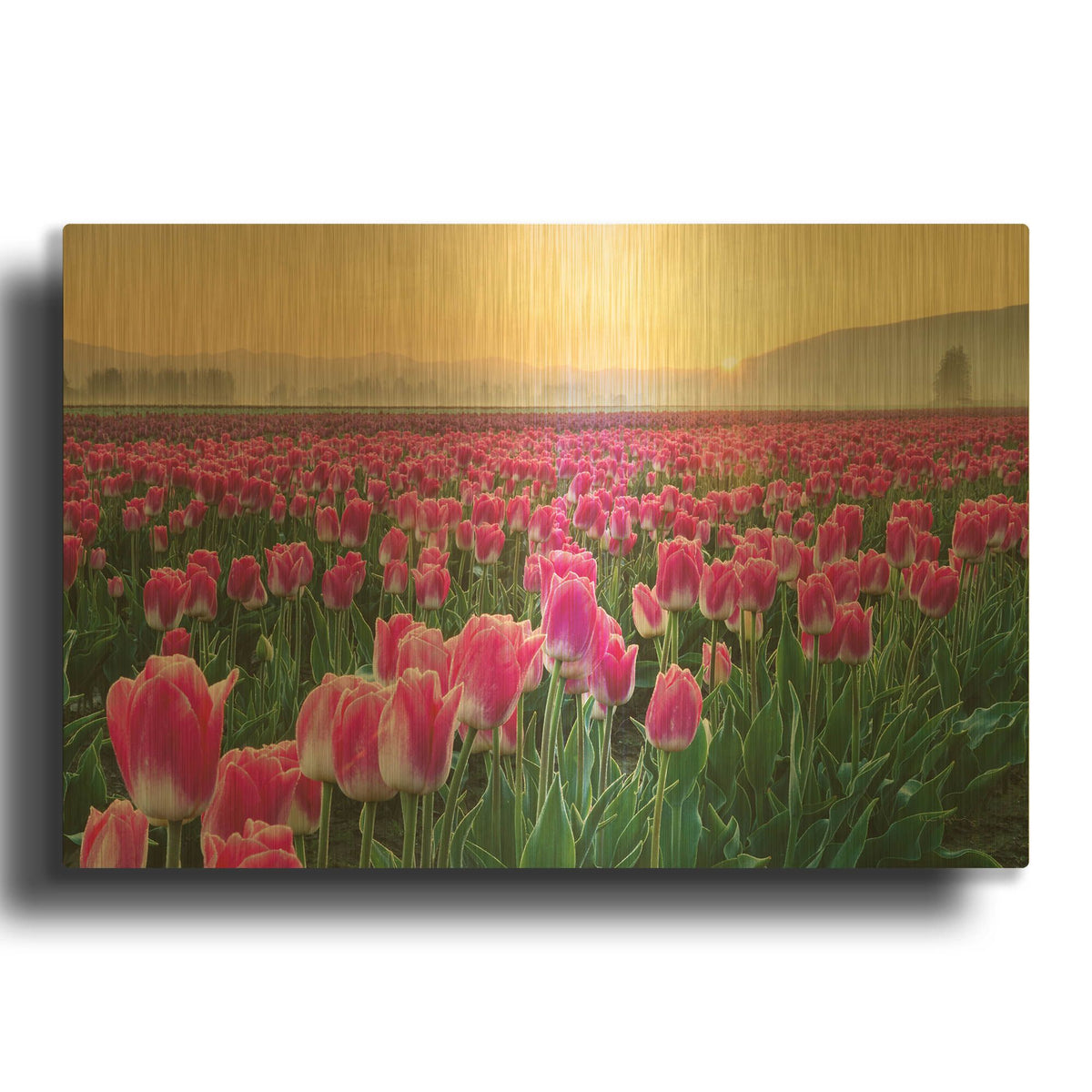 'Skagit Valley Tulips I' By Alan Majchrowicz Gold Metal Wall Art