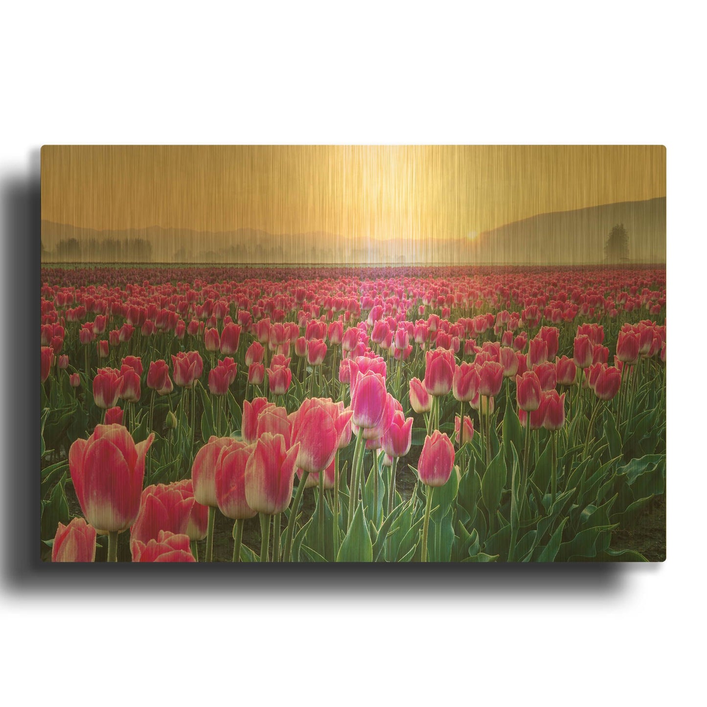 'Skagit Valley Tulips I' By Alan Majchrowicz Gold Metal Wall Art