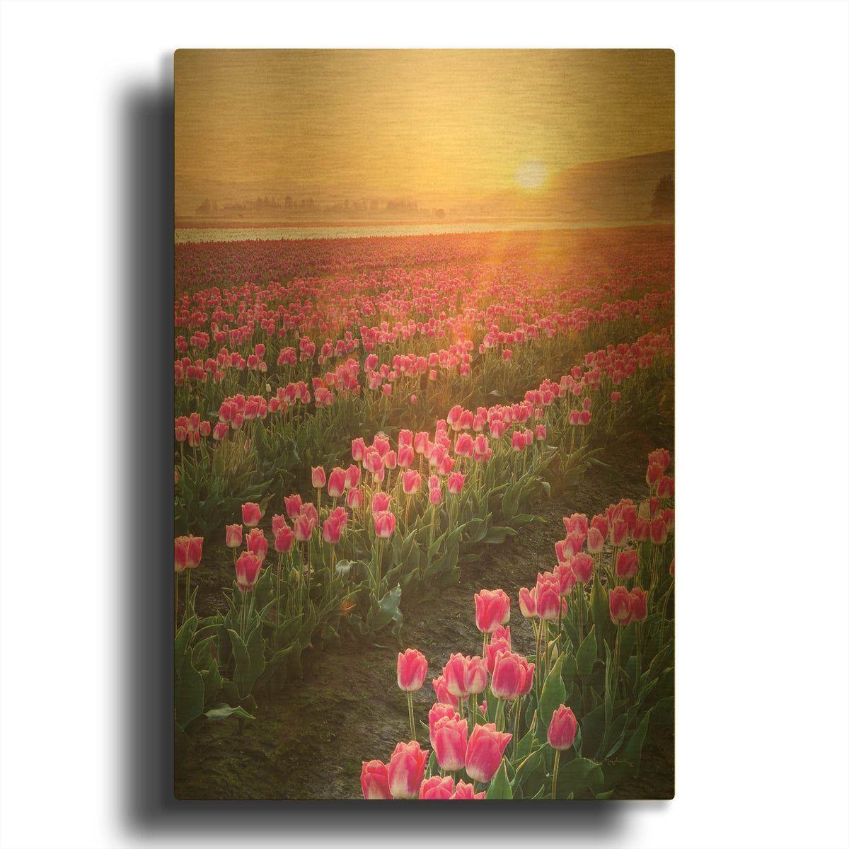 'Skagit Valley Tulips II' By Alan Majchrowicz Gold Metal Wall Art