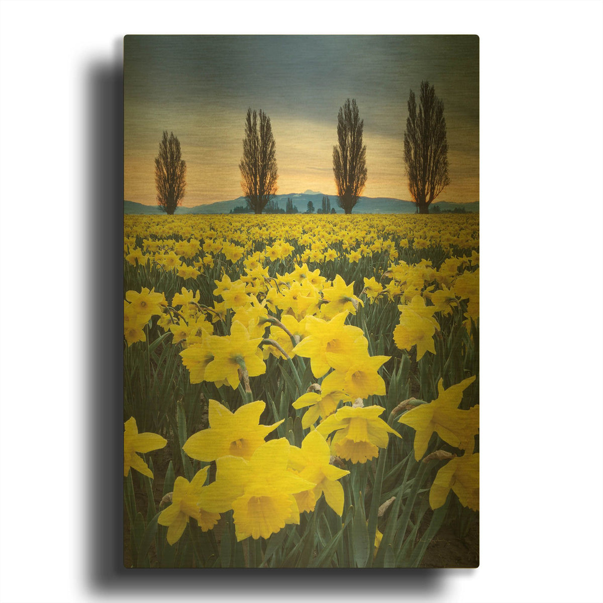 'Skagit Valley Daffodils I' By Alan Majchrowicz Gold Metal Wall Art