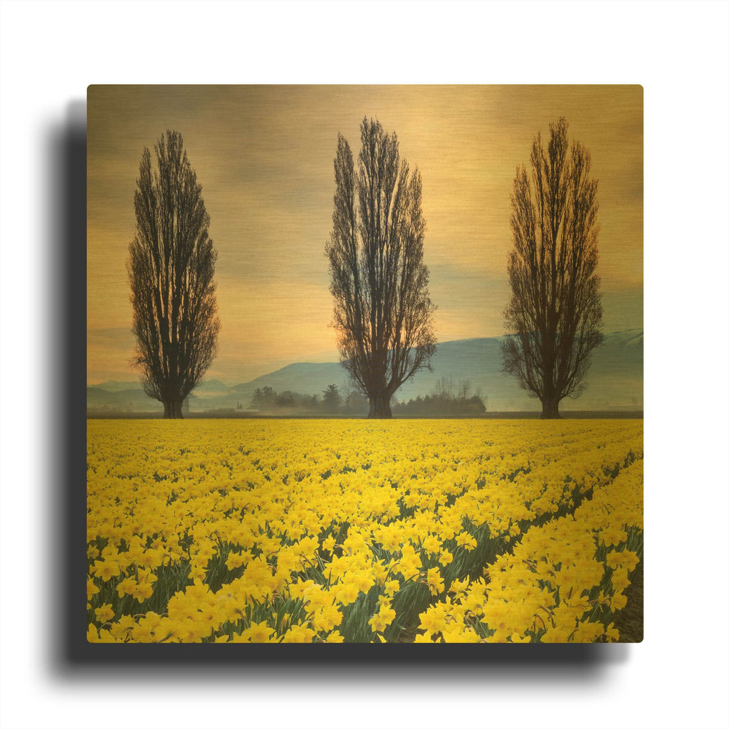 'Skagit Valley Daffodils II' By Alan Majchrowicz Gold Metal Wall Art