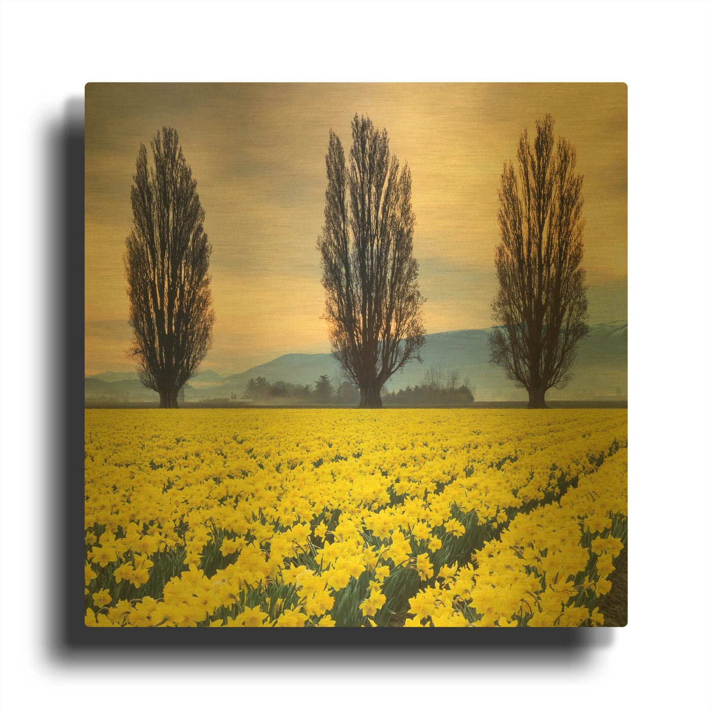 'Skagit Valley Daffodils II' By Alan Majchrowicz Gold Metal Wall Art