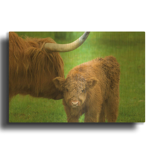 'Scottish Highland Cattle VII' By Alan Majchrowicz Gold Metal Wall Art