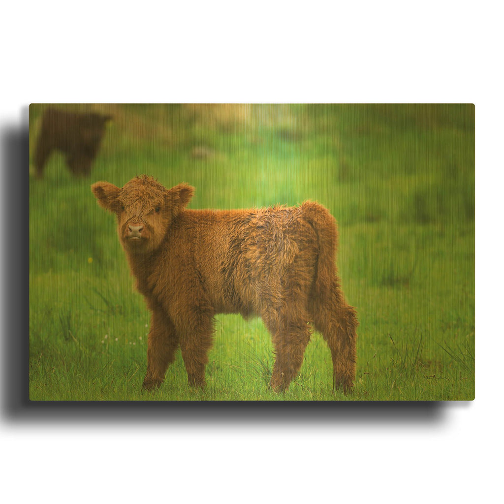 'Scottish Highland Cattle X' By Alan Majchrowicz Gold Metal Wall Art