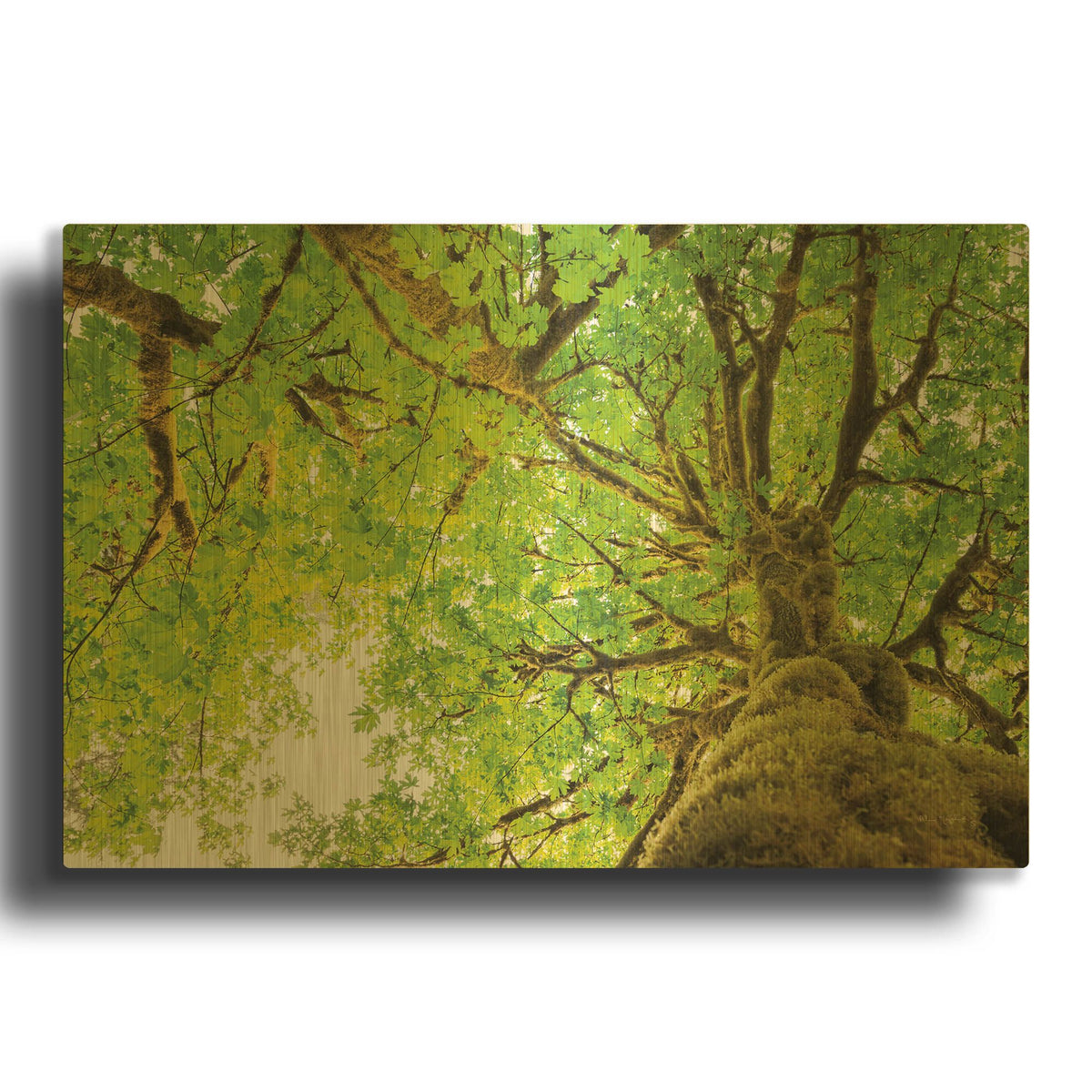 'Big Leaf Maple Trees II' By Alan Majchrowicz Gold Metal Wall Art