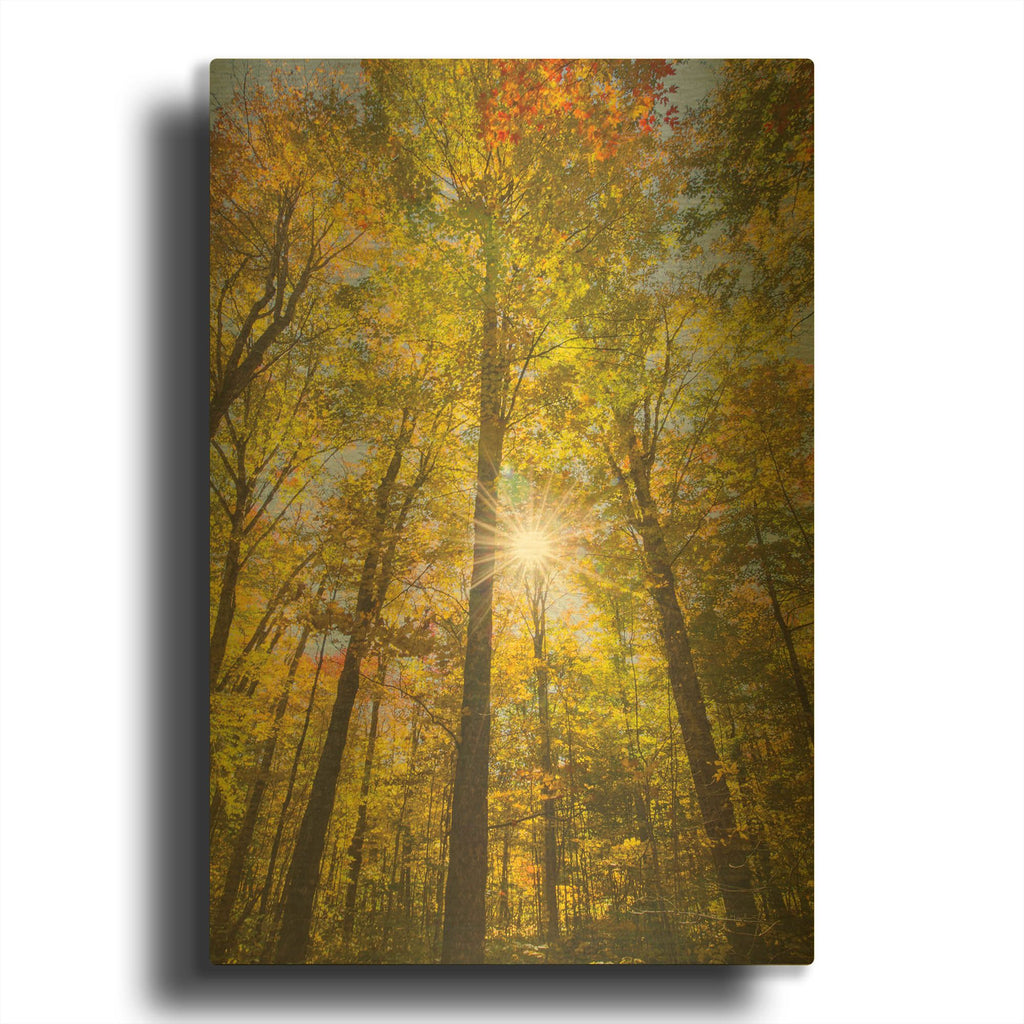 'Autumn Foliage Sunburst III' By Alan Majchrowicz Gold Metal Wall Art