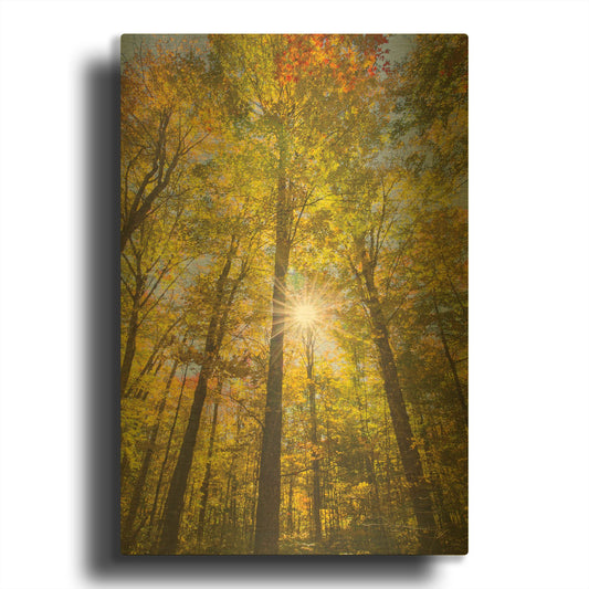 'Autumn Foliage Sunburst III' By Alan Majchrowicz Gold Metal Wall Art