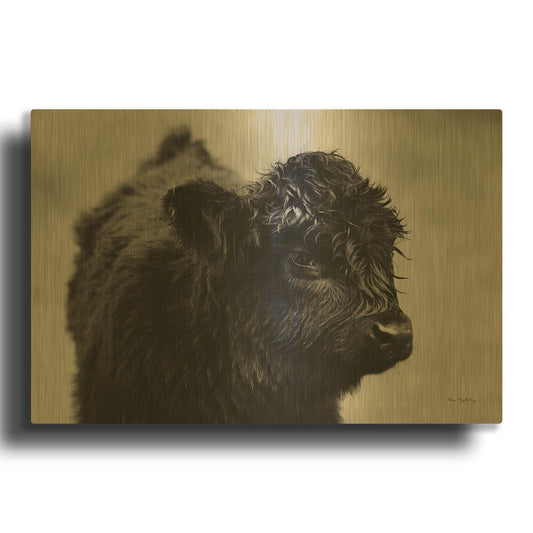 'Scottish Highland Cattle XI BW' By Alan Majchrowicz Gold Metal Wall Art