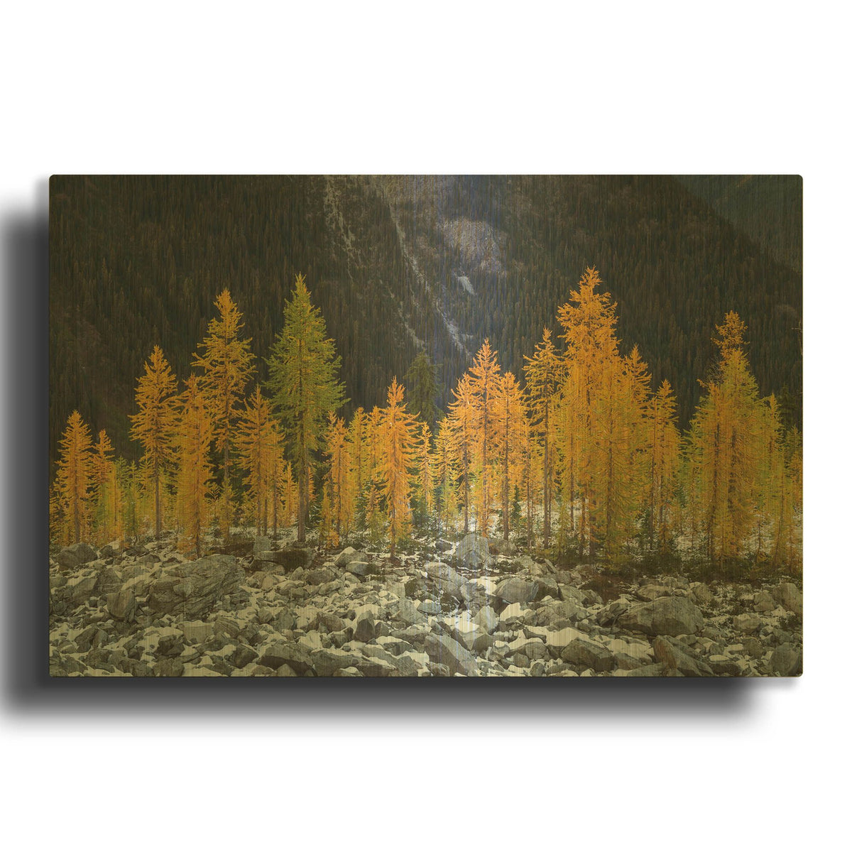 'Alpine Larches North Cascades' By Alan Majchrowicz Gold Metal Wall Art