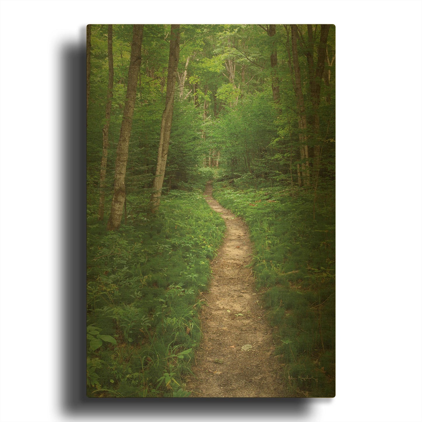 'North Country Trail' By Alan Majchrowicz Gold Metal Wall Art