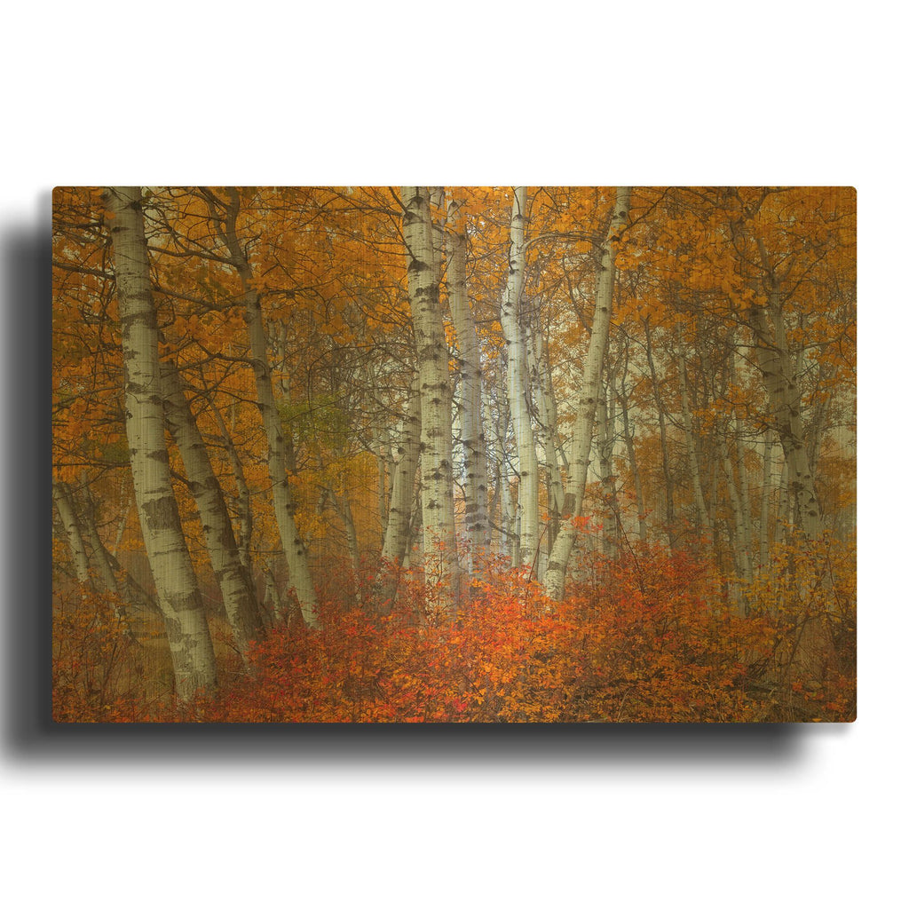 'Morning Aspens' By Jesse Estes Gold Metal Wall Art