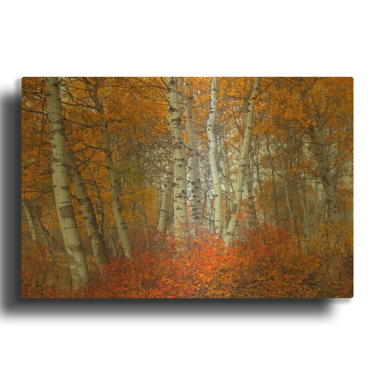 'Morning Aspens' By Jesse Estes Gold Metal Wall Art