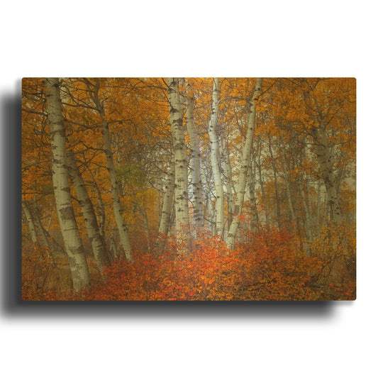 'Morning Aspens' By Jesse Estes Gold Metal Wall Art