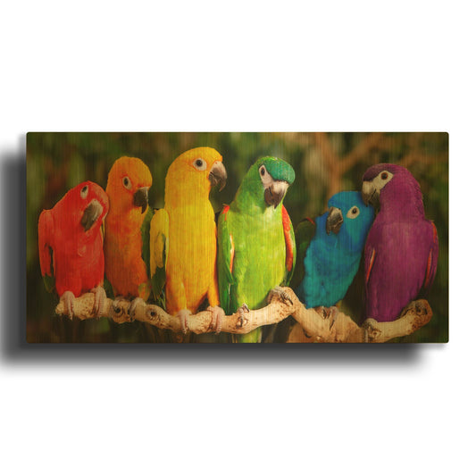 'Rainbow Parrots' By Mike Jones Gold Metal Wall Art