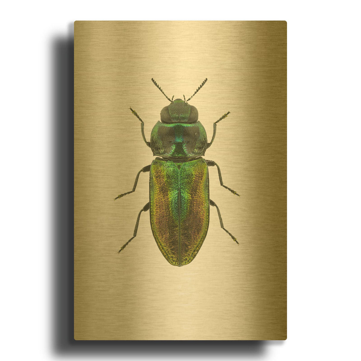 'Beetle 1' By Design Fabrikken Gold Metal Wall Art