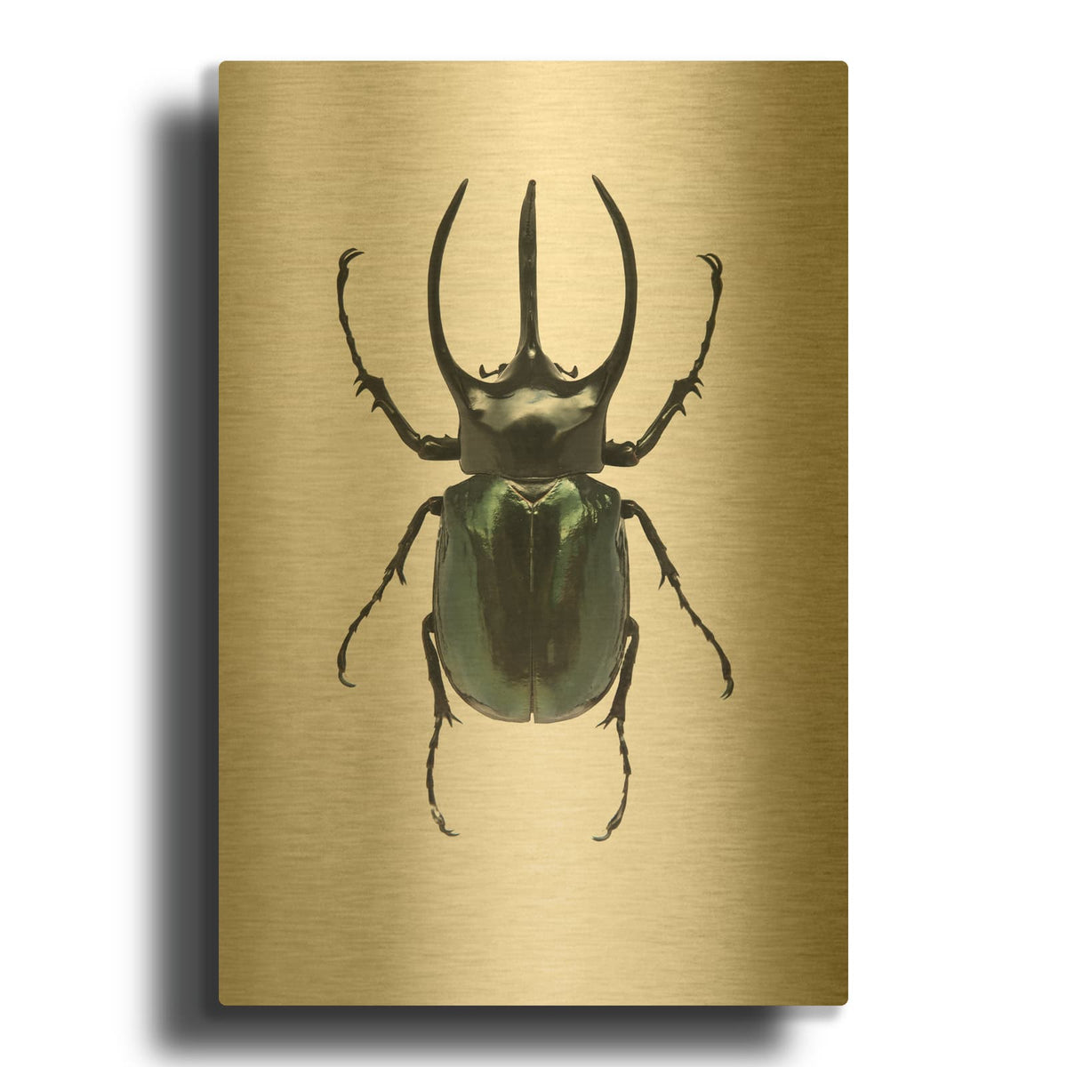 'Beetle 2' By Design Fabrikken Gold Metal Wall Art