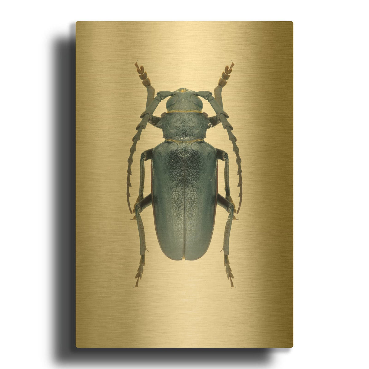'Beetle 3' By Design Fabrikken Gold Metal Wall Art