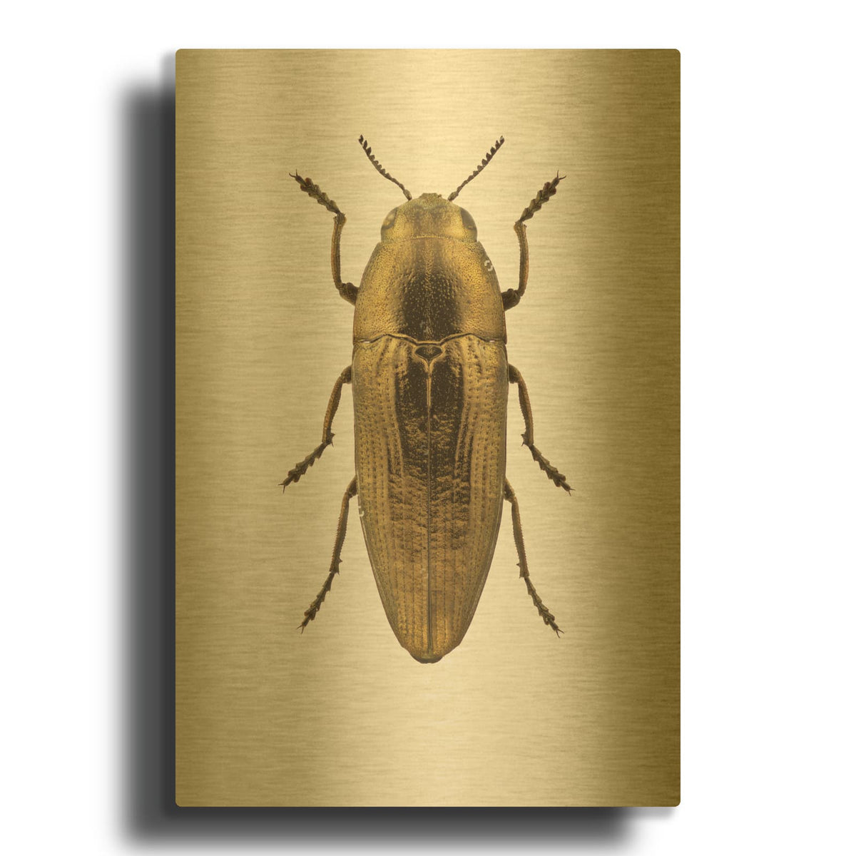 'Beetle 4' By Design Fabrikken Gold Metal Wall Art