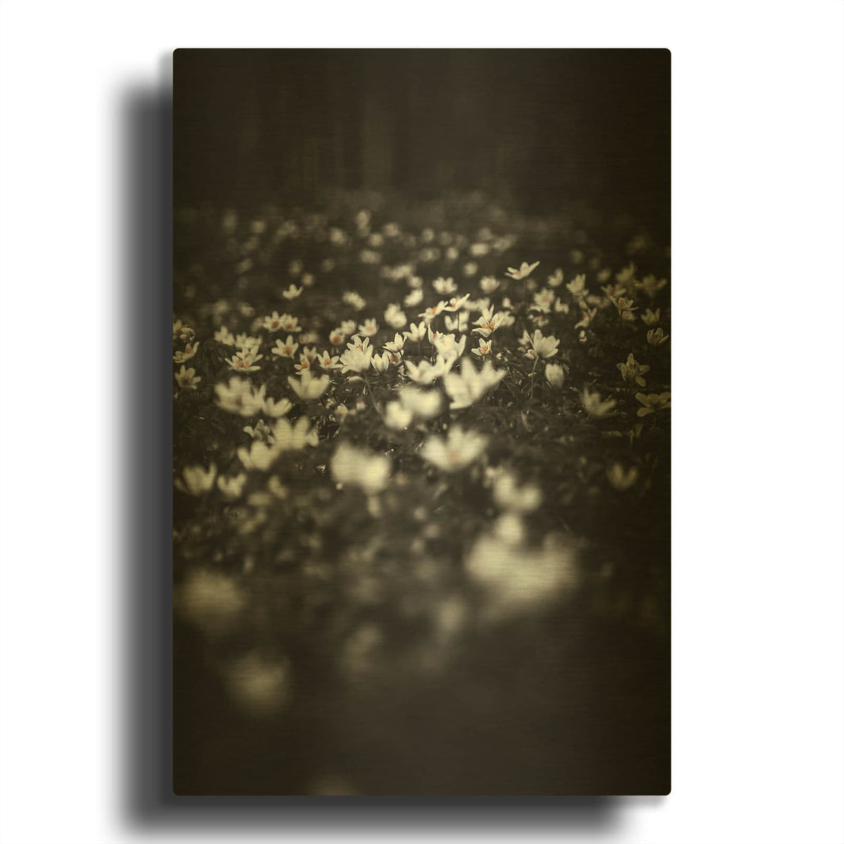 'Windflowers MF969-1155' By Design Fabrikken Gold Metal Wall Art