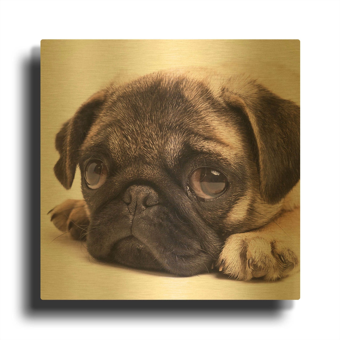 'Sad Sack Pug' By Edward M. Fielding Gold Metal Wall Art