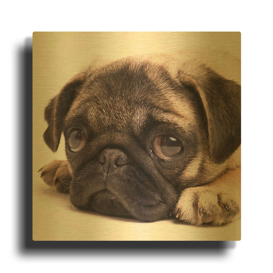 'Sad Sack Pug' By Edward M. Fielding Gold Metal Wall Art