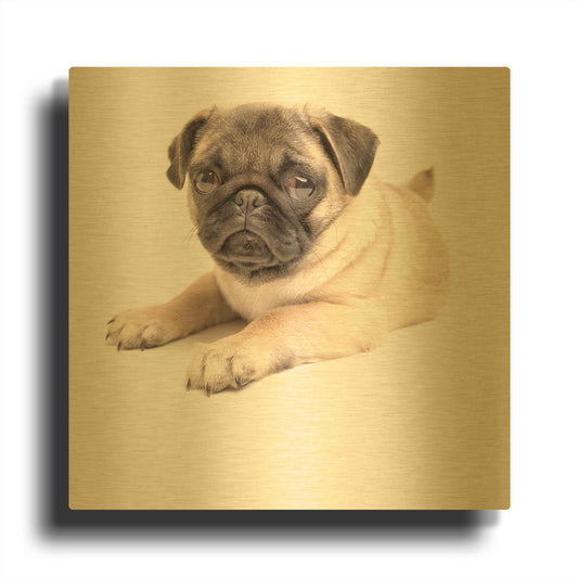 'Cute Pug Puppy' By Edward M. Fielding Gold Metal Wall Art
