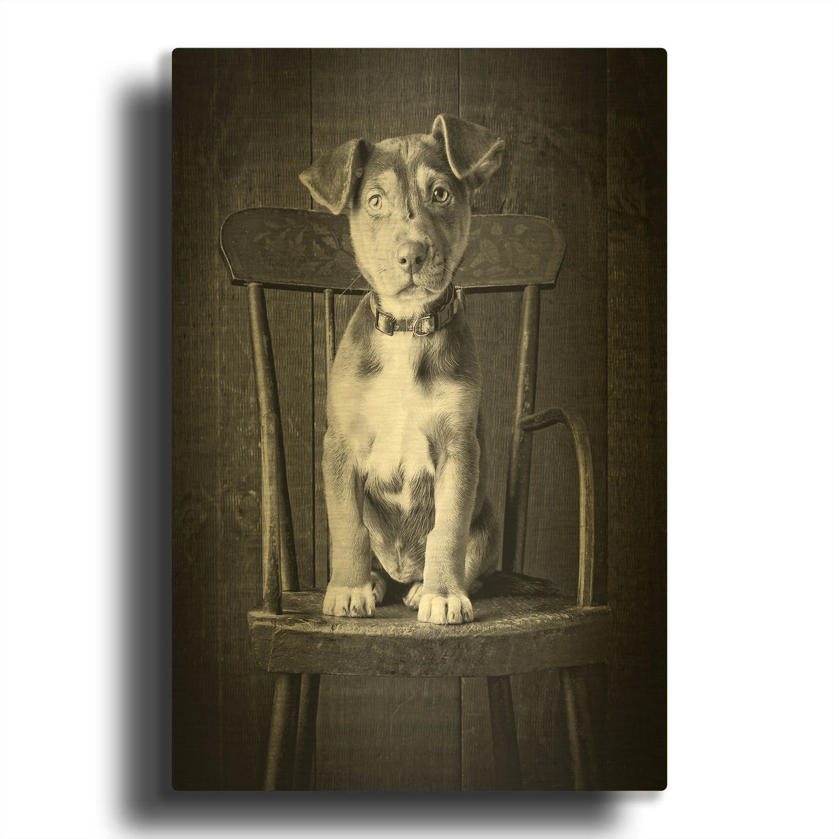 'Mutt Black & White' By Edward M. Fielding Gold Metal Wall Art