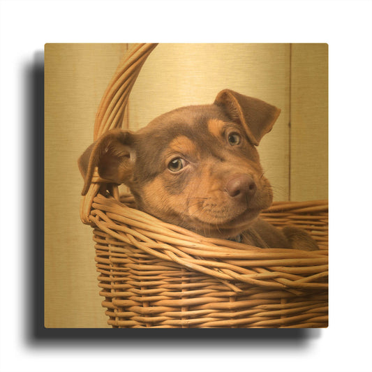 'Puppy in a Basket' By Edward M. Fielding Gold Metal Wall Art