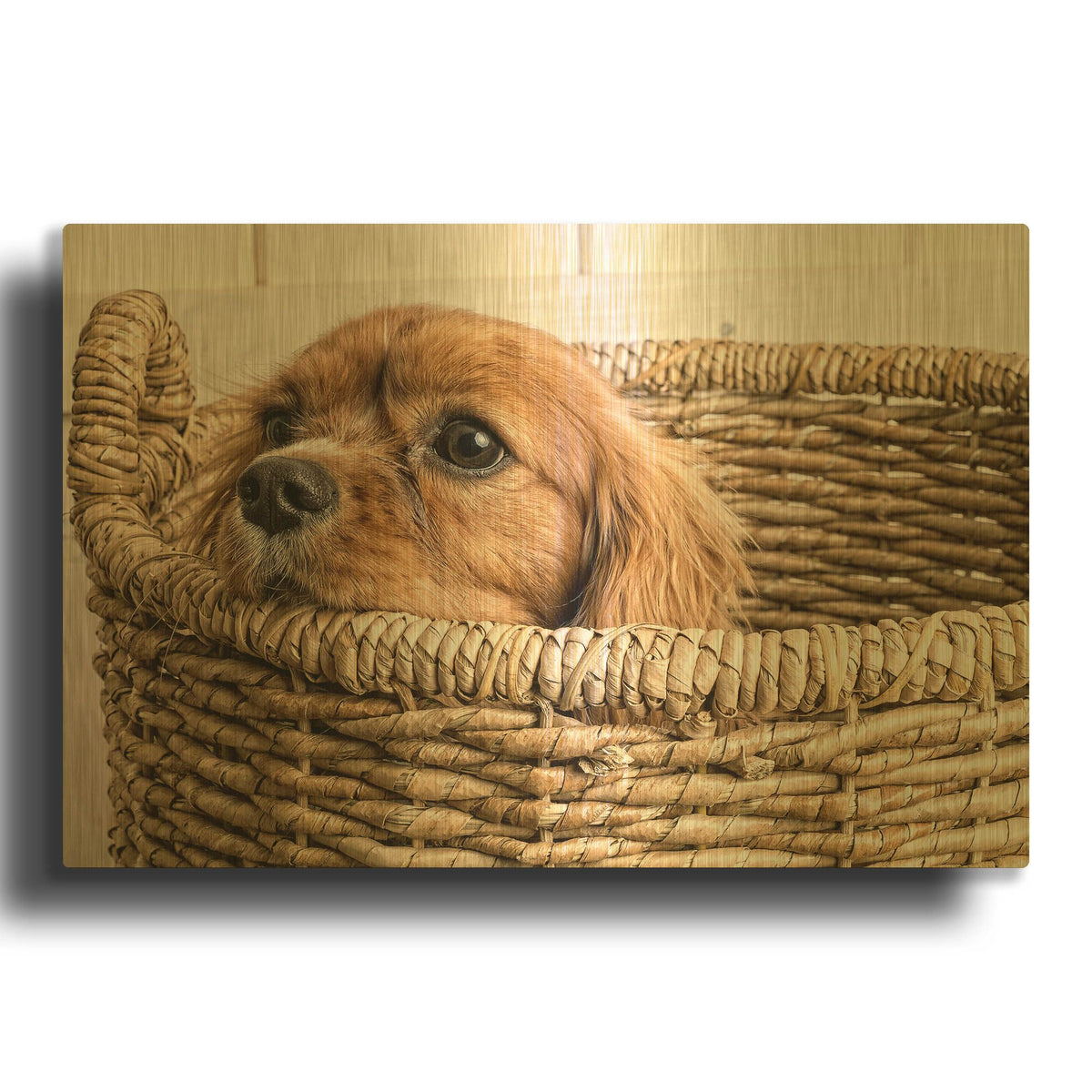'Puppy in a Laundry Basket' By Edward M. Fielding Gold Metal Wall Art