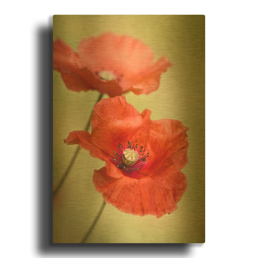 'Papaver Passion' By Mandy Disher Gold Metal Wall Art