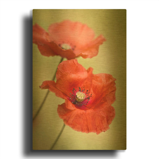 'Papaver Passion' By Mandy Disher Gold Metal Wall Art