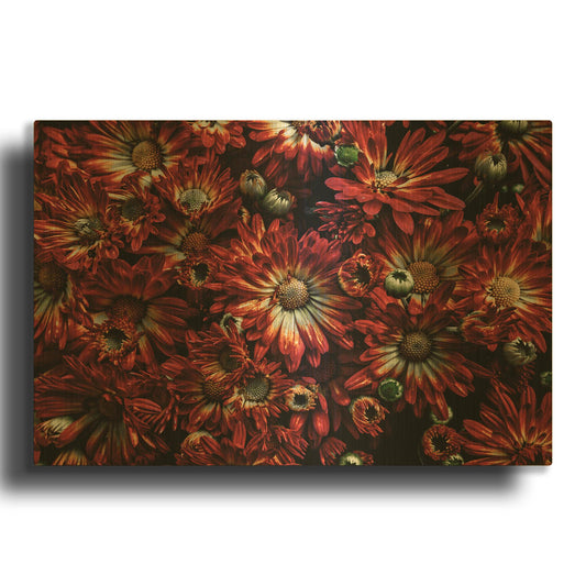 'Backyard Flowers 88 Color Version' By Brian Carson Gold Metal Wall Art