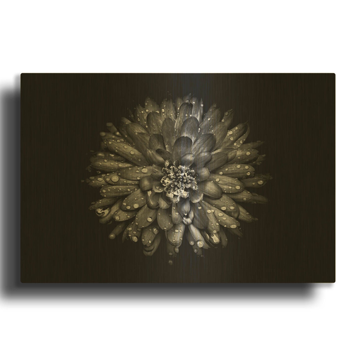 'Backyard Flowers In Black And White 45' By Brian Carson Gold Metal Wall Art