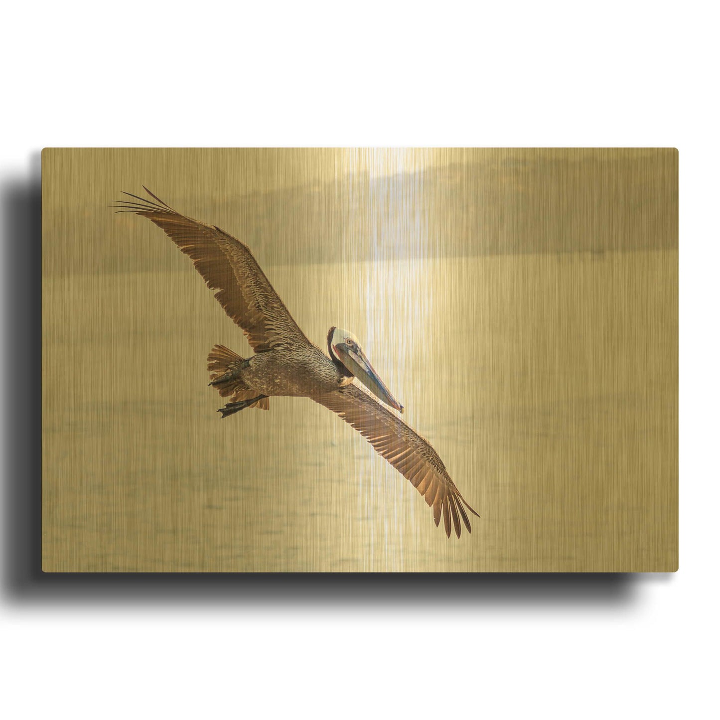 'Pelican Spread' By Chris Moyer Gold Metal Wall Art