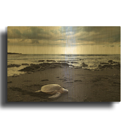 'Black Sand Honu' By Chris Moyer Gold Metal Wall Art