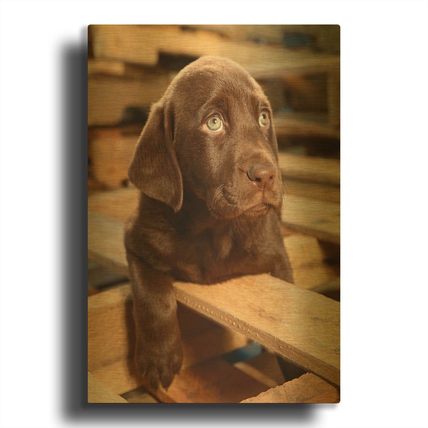 'Bryce Puppy' By Mike Jones Gold Metal Wall Art